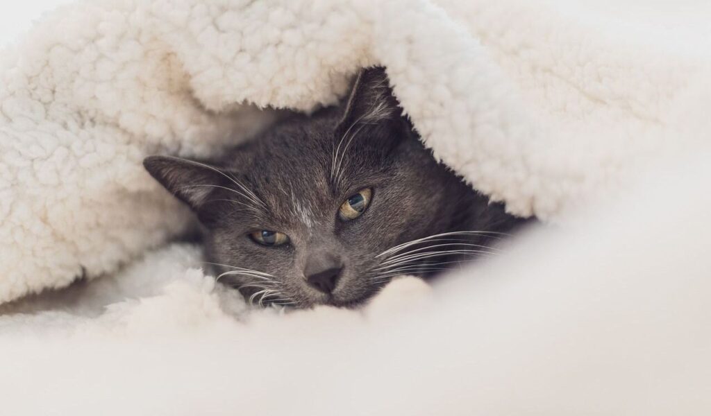 cat cozy under a blanket