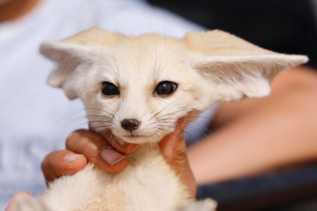 A fennec fox