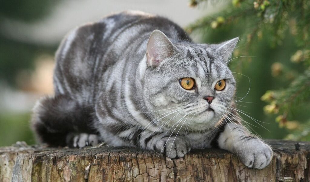 British Shorthair with silver tabby coat