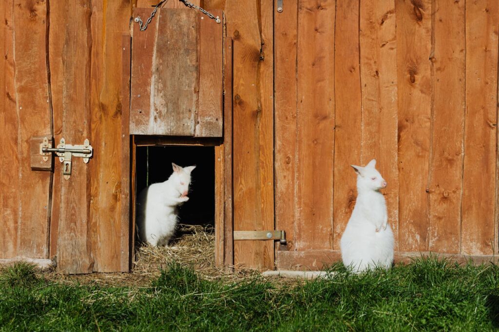 Two white albino wallabies near a wooden enclosure