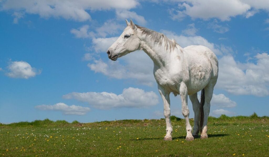 white horse on a hill