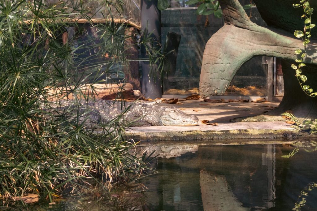 Crocodile lying near a pond surrounded by greenery