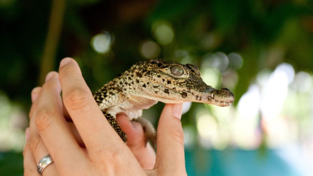 Crocodile