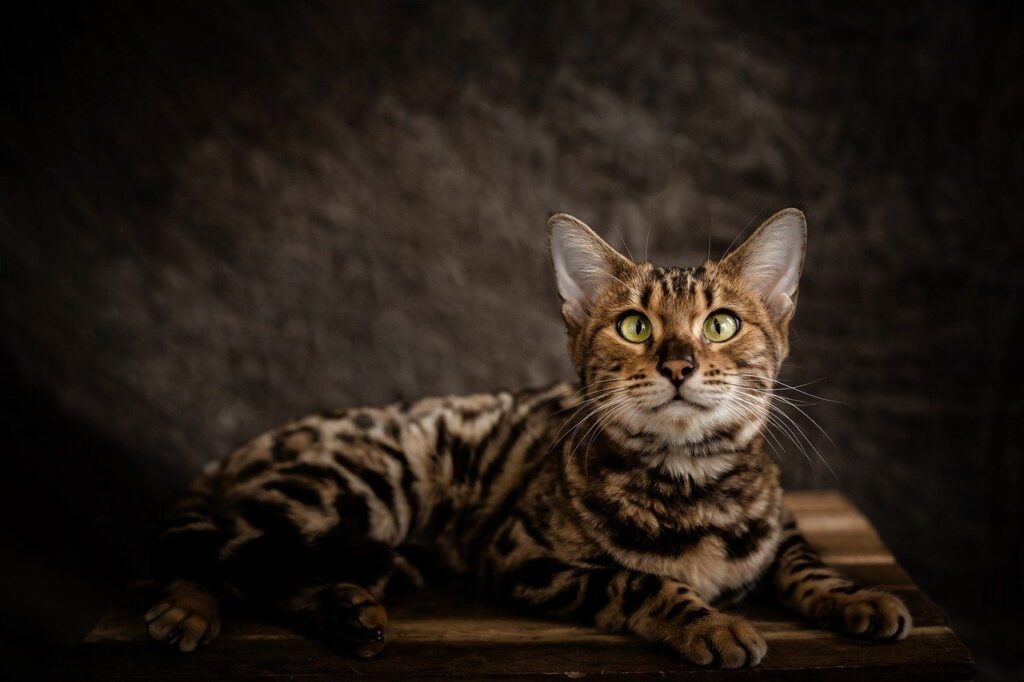 Bengal cat staring at someone