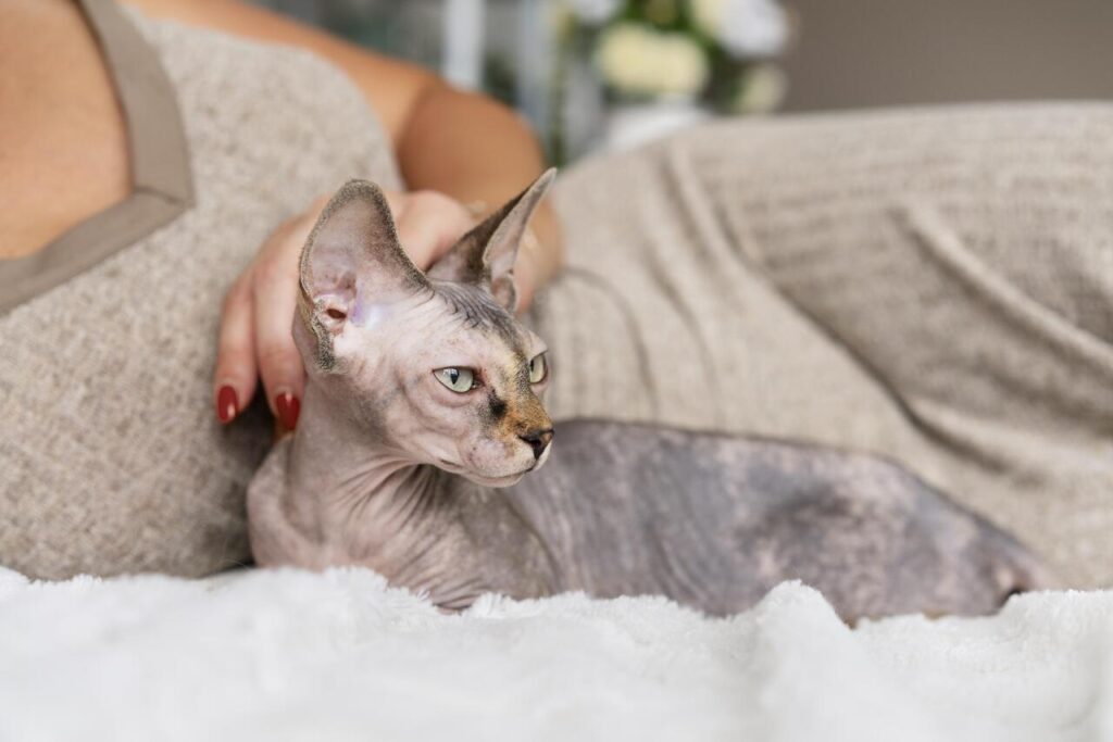 Hairless Sphynx with stunning green gaze.