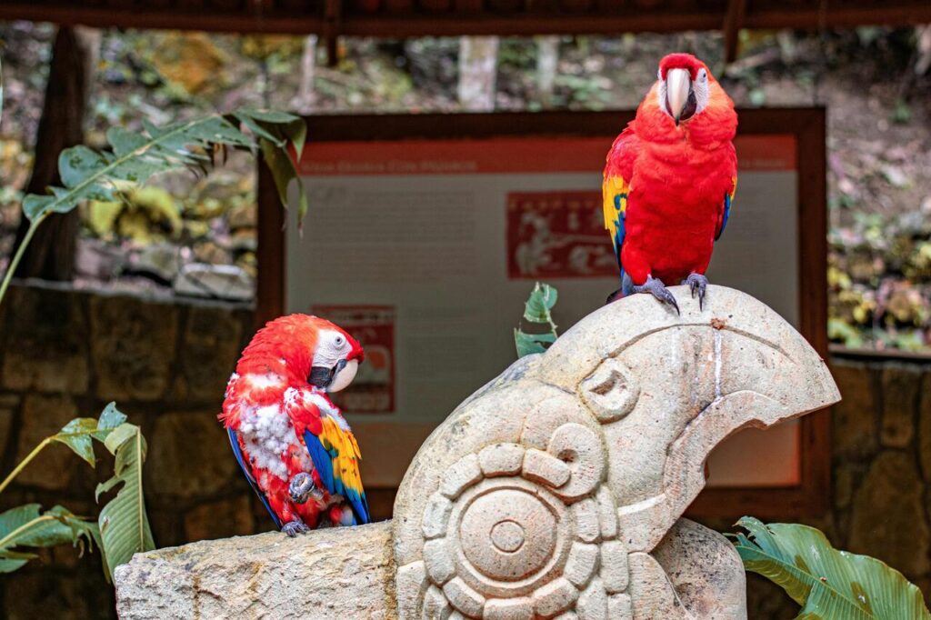 Two vibrant macaws perched on sculpture.