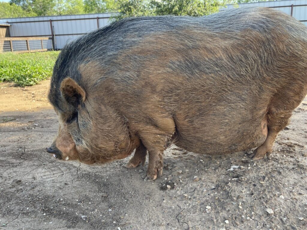 Potbellied Pig