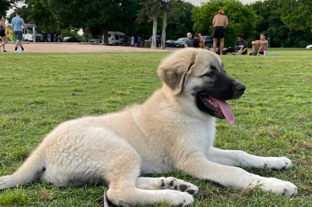 Happy Anatolian Shepherd puppy resting on grass
