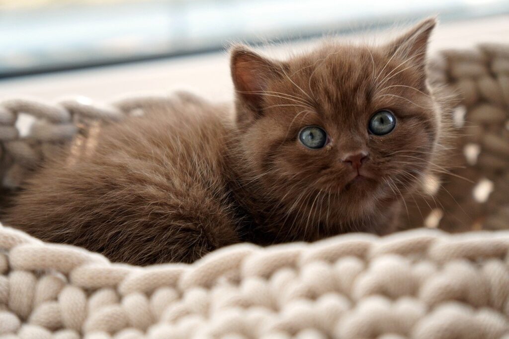 Adorable kitten with soft fur, green eyes