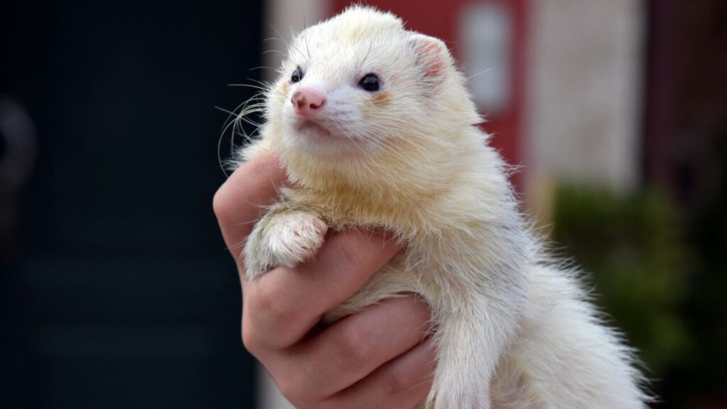 A white ferret with a pink nose being held gently in a person's hand, with an outdoor background that includes a building and greenery.