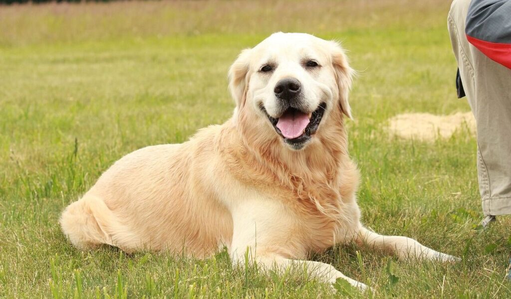 A cheerful Golden Retriever lying on lush green grass in a sunny meadow, with a person sitting beside the dog and a blurred treeline in the background.