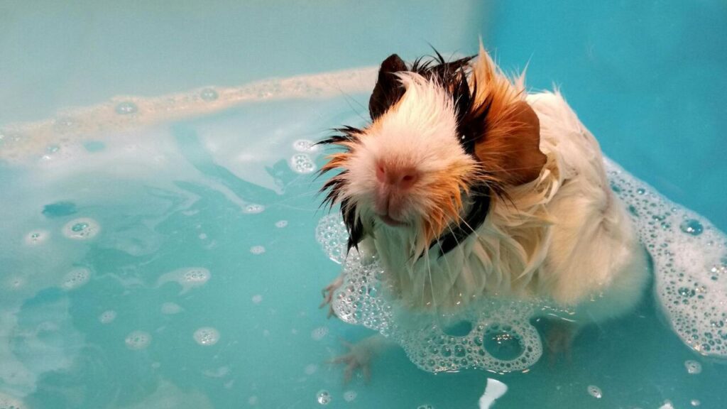 A wet guinea pig with white, brown, and black fur sitting in a soapy blue bath, looking up with a slightly damp and adorable expression.