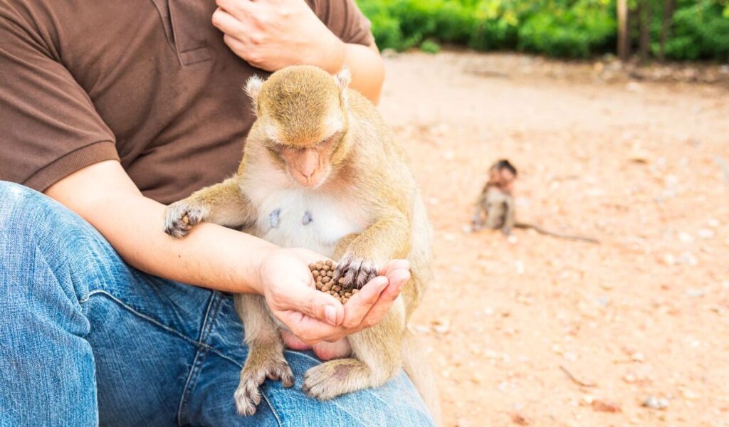 A monkey sits on a person's lap, examining a handful of food pellets held in the person’s hand, with a blurred background of dirt and greenery.