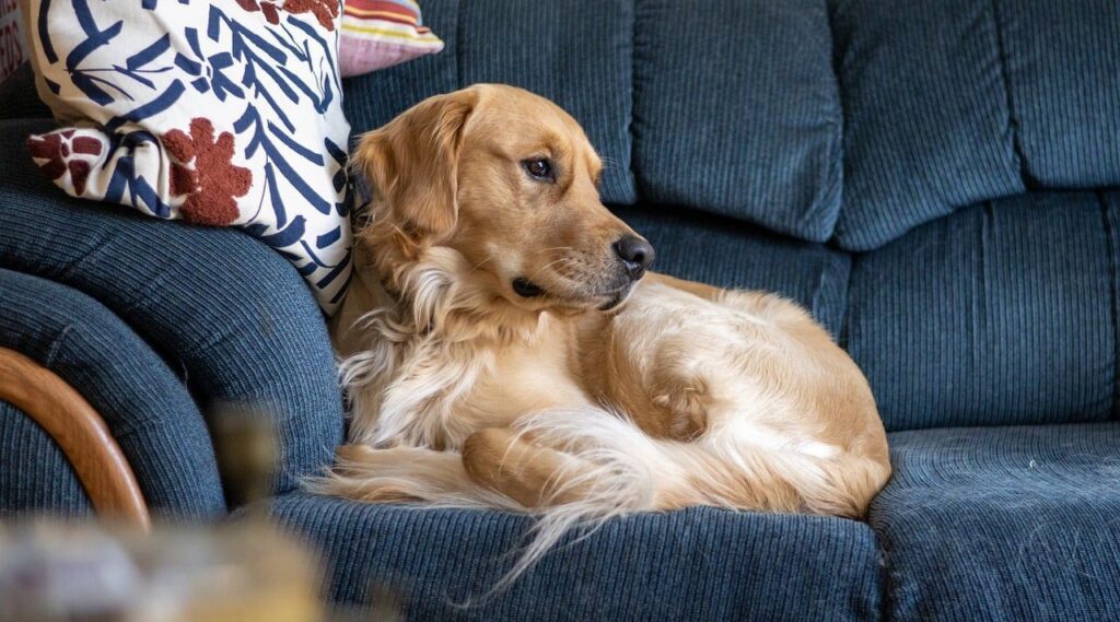 A golden retriever rests comfortably on a navy-blue sofa, leaning against a decorative pillow with floral patterns, looking serene and relaxed.
