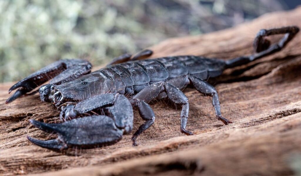 Black scorpion resting on a piece of wood.