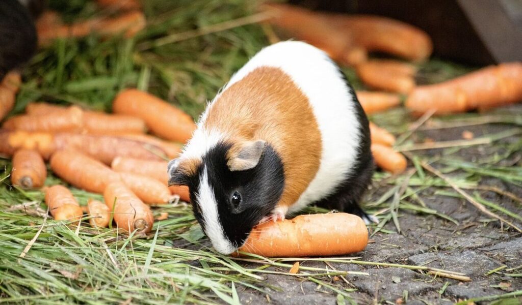 Tri-colored guinea pig eating a carrot surrounded by scattered carrots and grass.