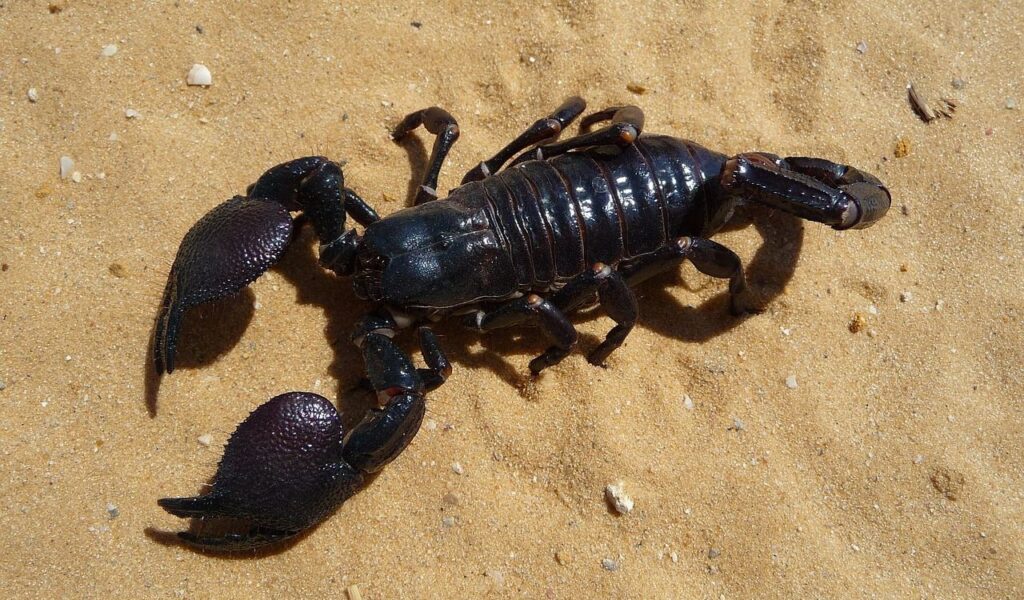 Shiny black scorpion on golden sandy ground.