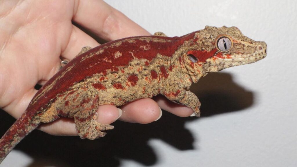 A close-up of a gecko with a striking red and beige patterned body held gently in a person's hand. The gecko's textured skin features bold red markings interspersed with lighter beige spots, creating a vibrant contrast. Its large, pale eye with a vertical slit pupil adds detail to its unique appearance