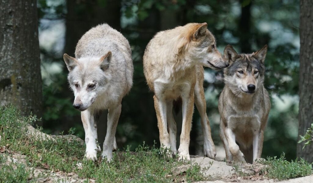 Three wolves standing close together on a grassy forest clearing, with a mix of beige and gray fur, surrounded by trees in a natural woodland setting.