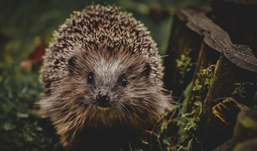 A close-up of a hedgehog with spiky quills and a curious expression, standing on green grass near wooden logs. The natural setting and soft lighting emphasize the hedgehog's detailed features and create a warm, earthy atmosphere.