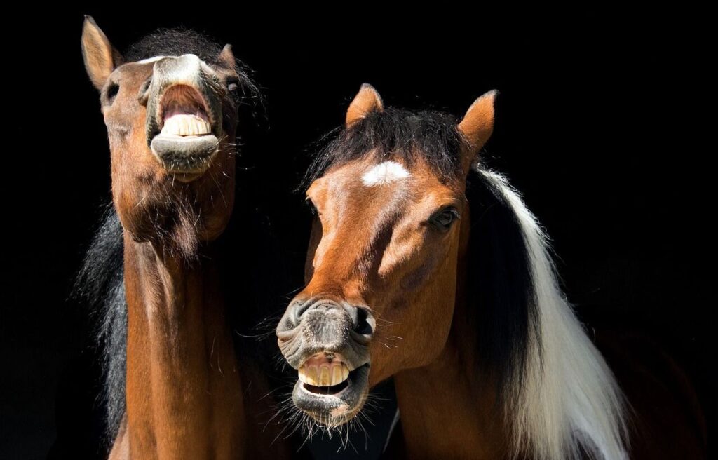 Two brown horses making funny facial expressions, baring their teeth, against a dark background.