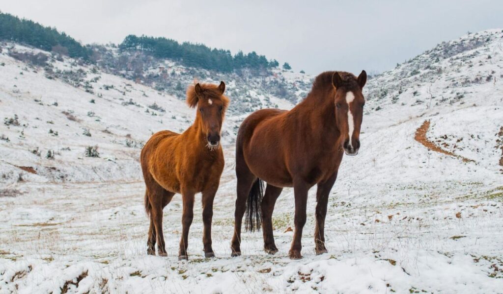 Two brown horses standing in a snowy landscape with rolling hills and scattered trees in the background, creating a serene winter scene.