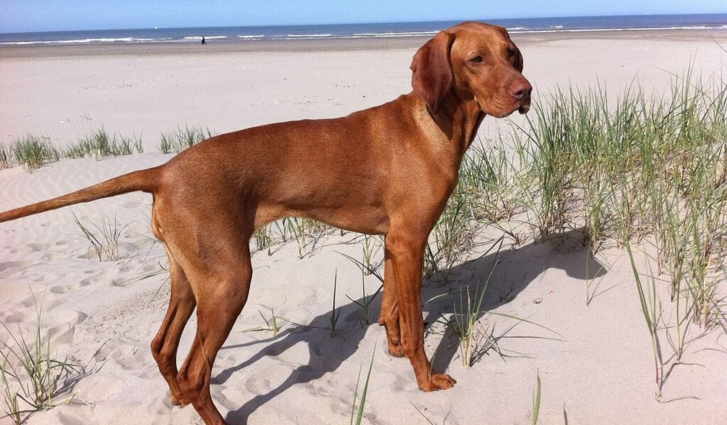 A sleek, reddish-brown dog stands gracefully on a sandy beach, surrounded by sparse green grass. In the distance, the calm ocean waves roll gently under a bright blue sky.