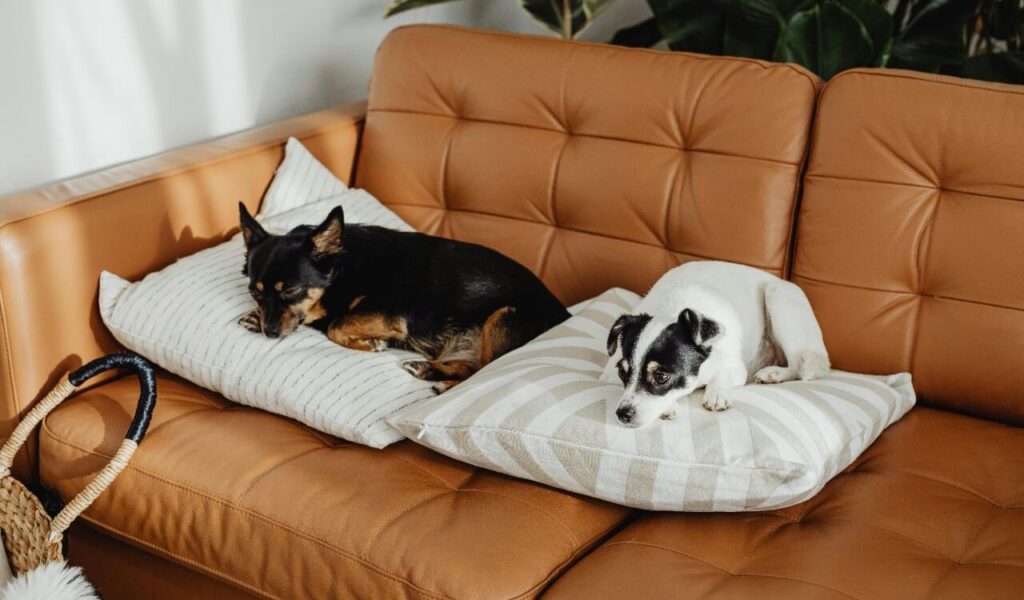 Two small dogs, one black and tan, the other white and black, lying on pillows on a brown leather couch.