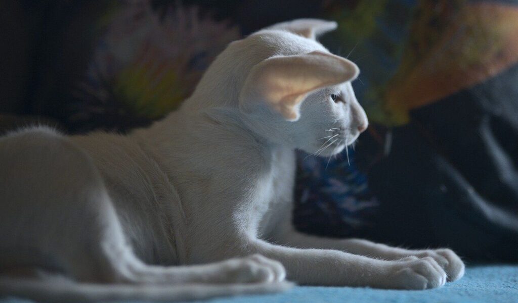 White Oriental Shorthair cat lying down.