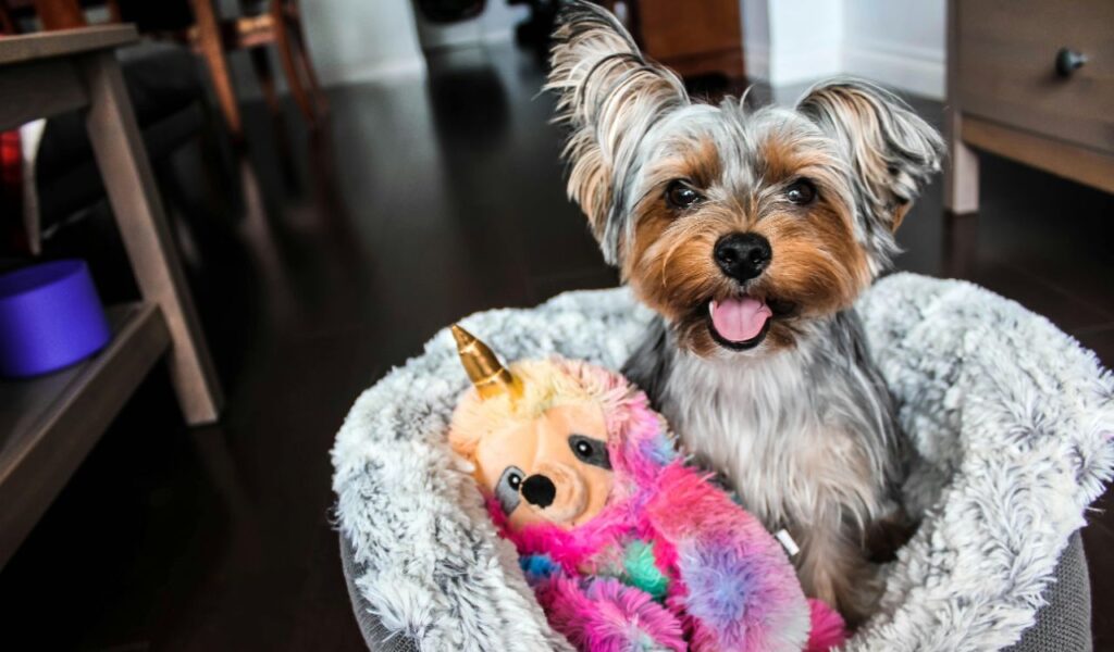 Yorkshire Terrier sitting in a cozy bed with a colorful stuffed toy.