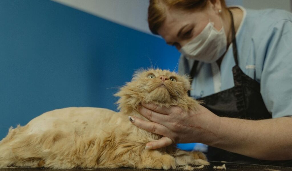 Groomer holding a fluffy Persian cat during grooming.
