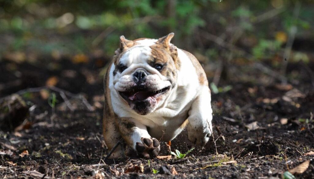 An energetic English Bulldog with a stocky build and a brindle and white coat running through a wooded area. The dog has a joyful expression with its mouth open, showing its tongue, as it bounds forward on the soft, earthy ground. Sunlight filters through the trees, highlighting the dog's muscular frame and expressive face.