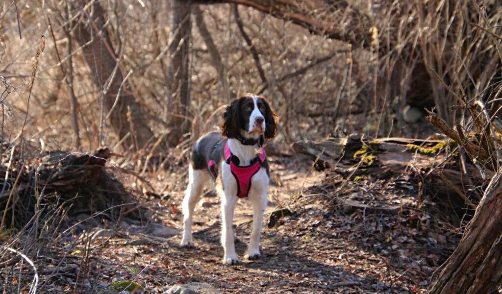 An English Springer Spaniel wearing a pink harness.