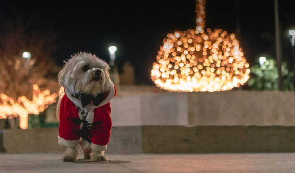 Small white dog in a Santa outfit.