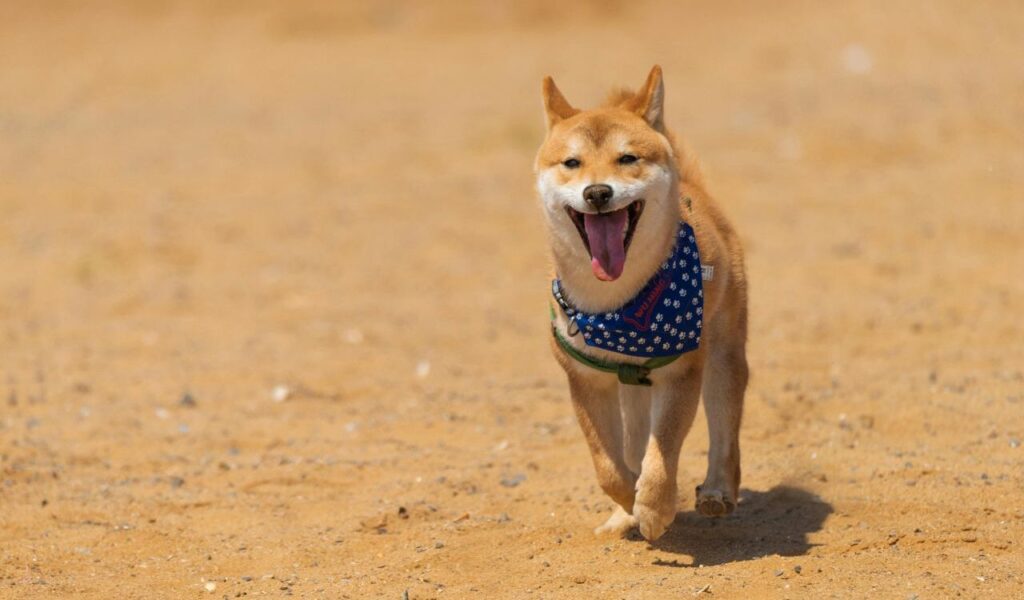 Shiba Inu dog running on sand, wearing a blue bandana.