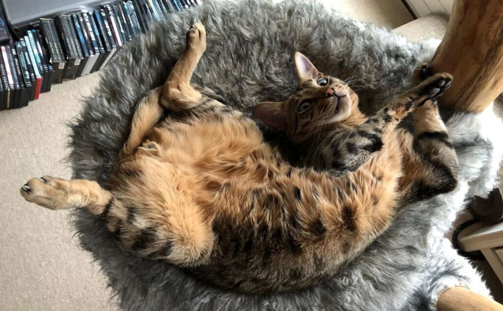Spotted cat relaxing on a plush grey bed.