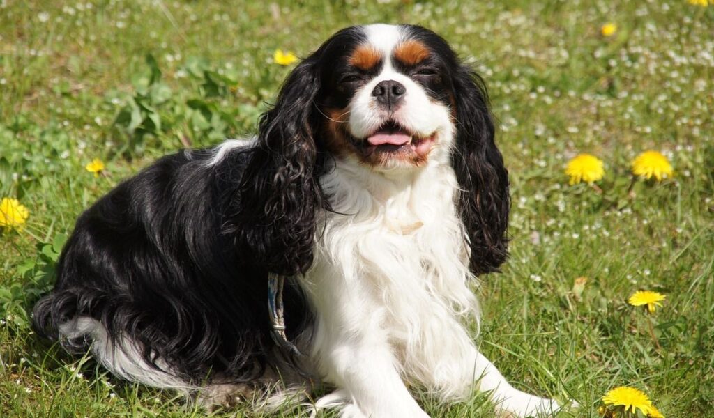 Cavalier King Charles Spaniel in a grassy field.
