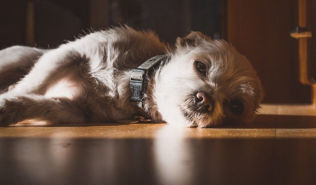 Shih Tzu lying on a wooden floor.