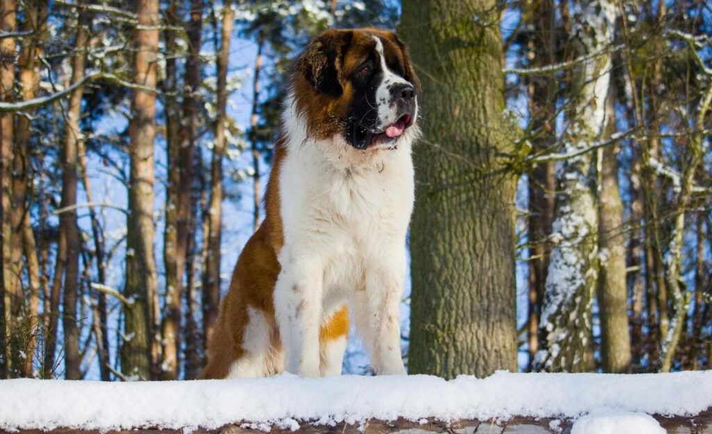 Saint Bernard in a snowy forest.