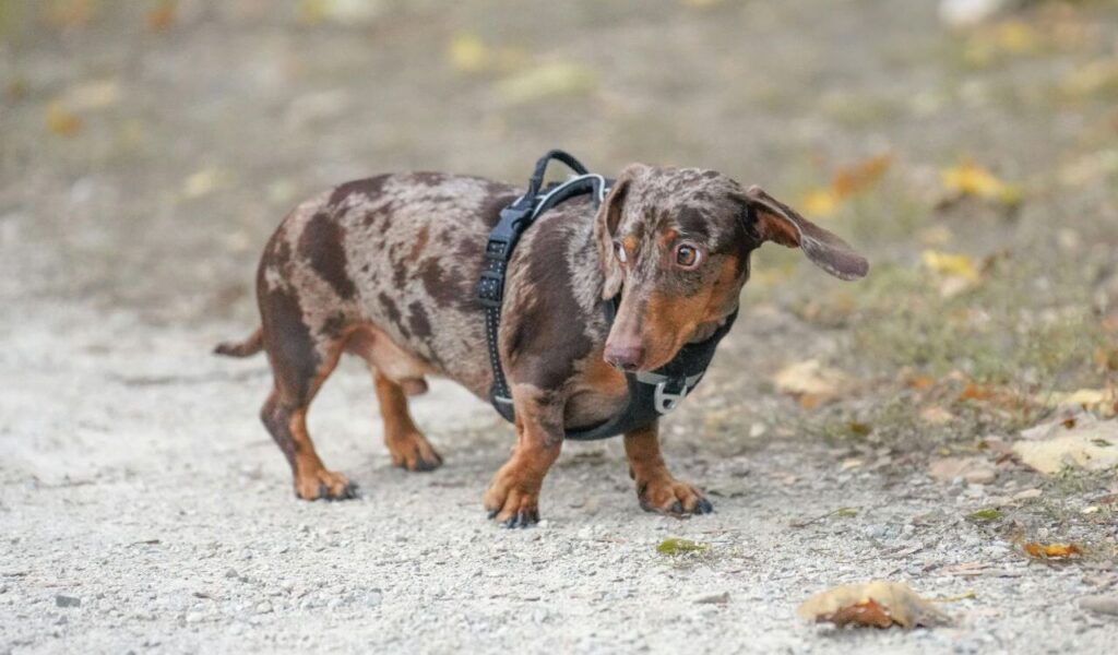 Spotted Dachshund walking on a gravel path.