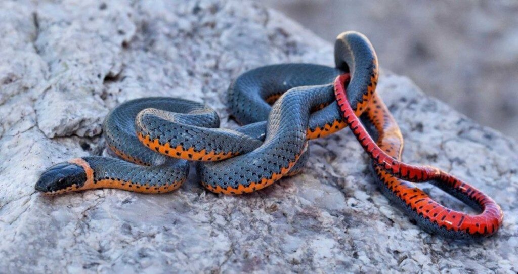 A Ringneck Snake with a sleek gray body, an orange ring around its neck, and a vibrant red-orange underside, coiled on a rocky surface.