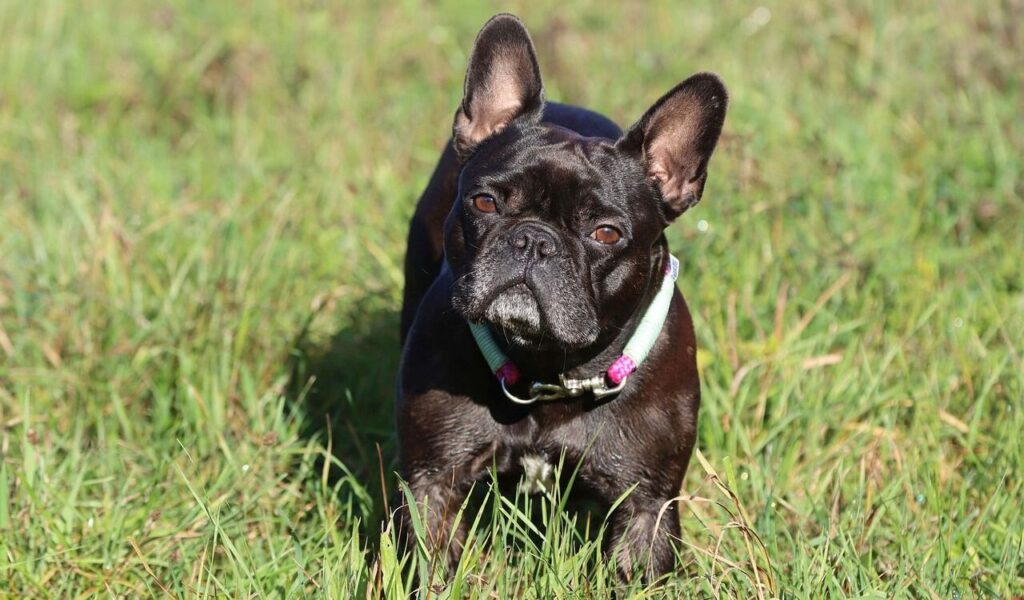 black bulldog standing on grassy field