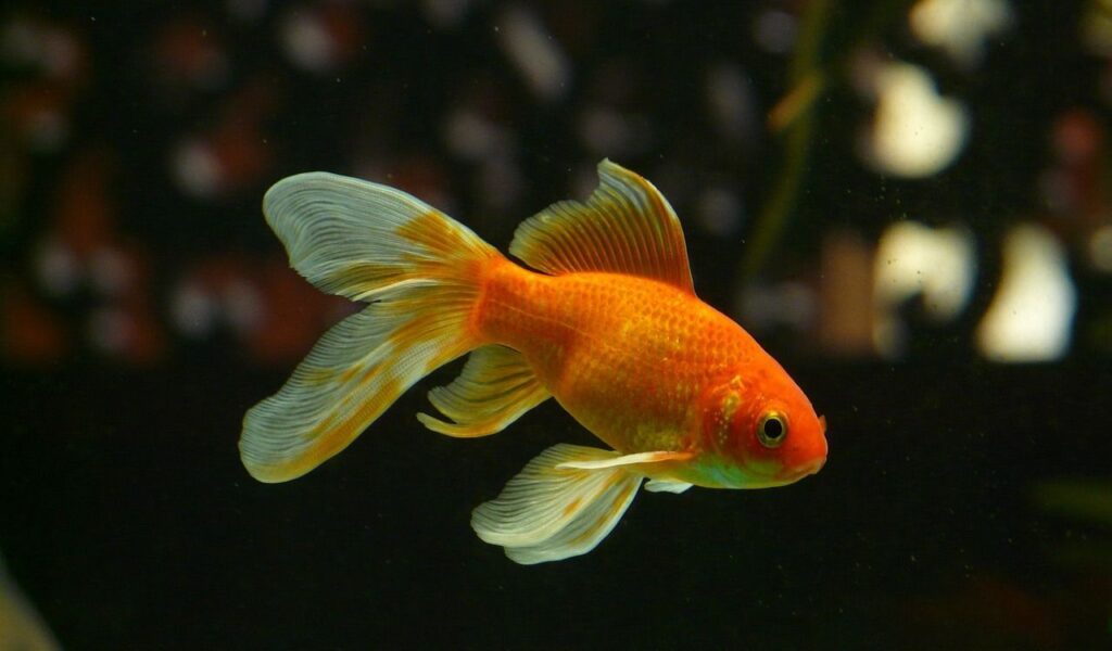 Bright orange goldfish with flowing fins.
