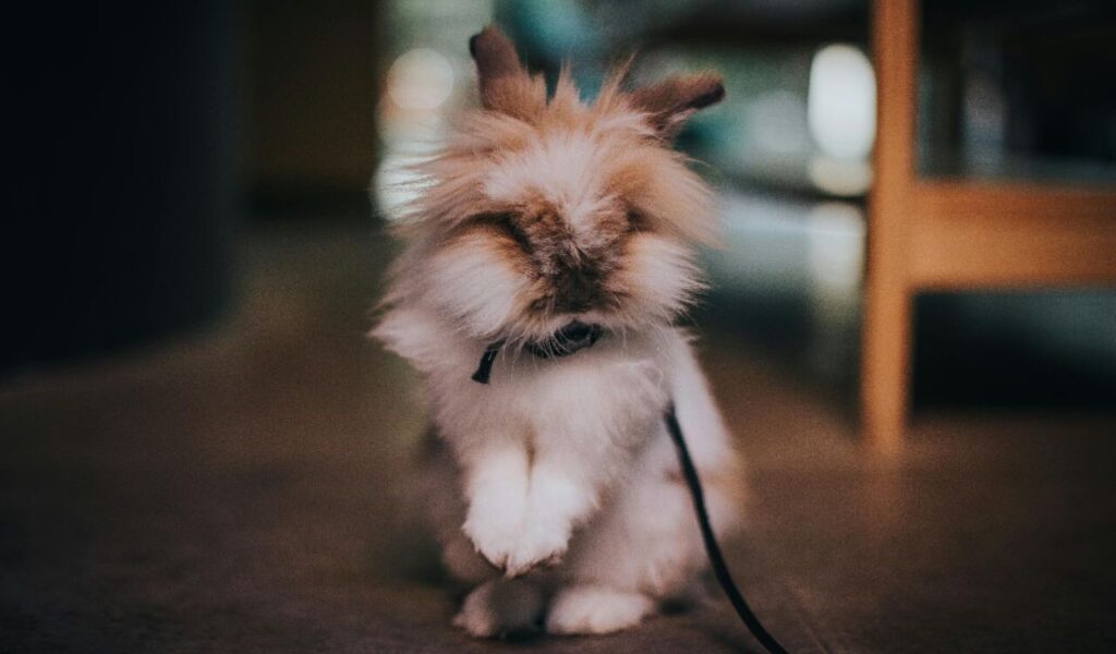 Lionhead rabbit standing indoors.