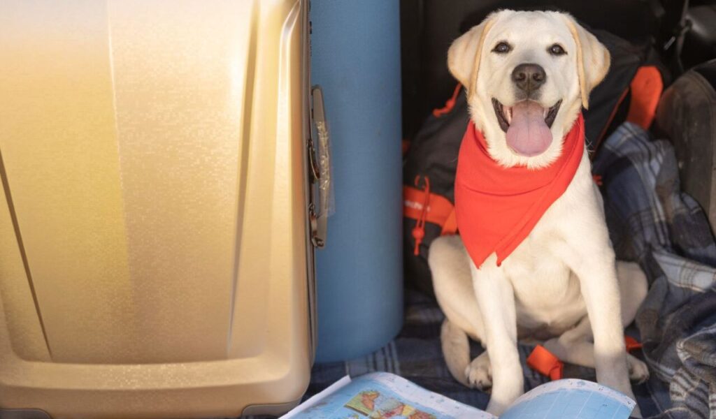 Dog wearing a red scarf sitting next to travel luggage and a map.