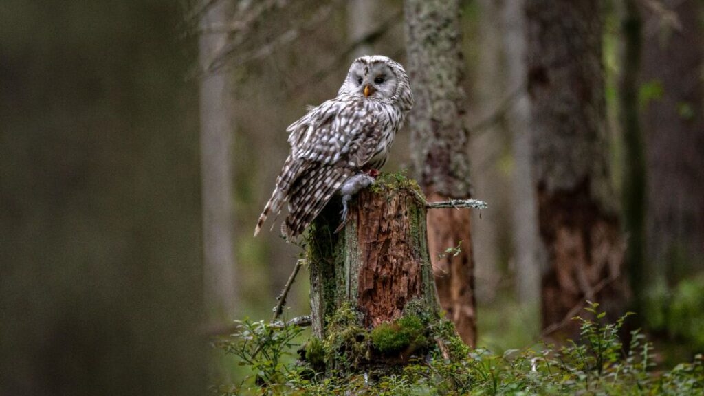 An Ural Owl perched on a moss-covered tree stump in a dense forest, blending beautifully with the earthy and green tones of its natural habitat.