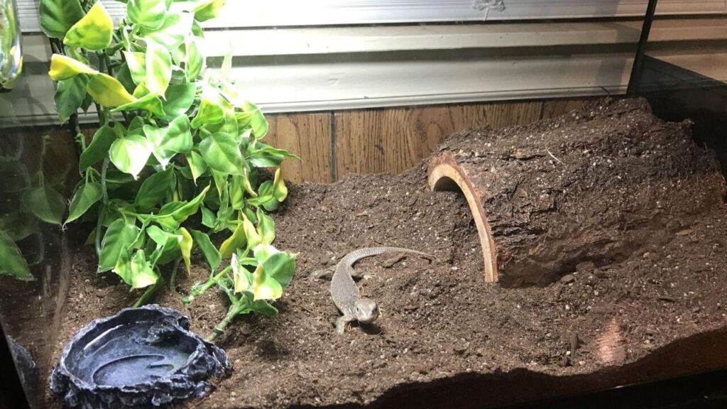 A simple terrarium setup featuring a sandy soil substrate, a small artificial plant in the corner, a black water dish, and a hollow log hide partially buried in the substrate. A small lizard is visible near the center, blending with the earthy surroundings under soft lighting.