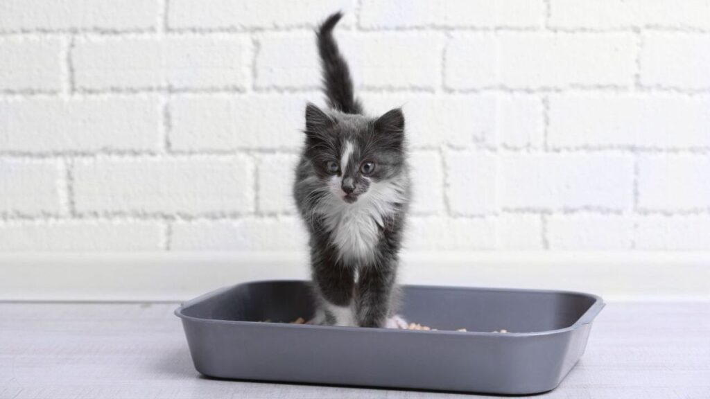 A fluffy black and white kitten standing confidently in a gray litter box. The kitten's bright eyes and raised tail are visible, with a white brick wall in the background.