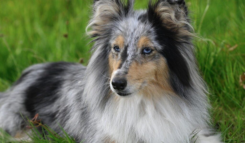 A close-up of a Shetland Sheepdog with a stunning blue merle coat, bright blue eyes, and a soft mane of fur. The dog is lying on lush green grass, looking alert and serene.