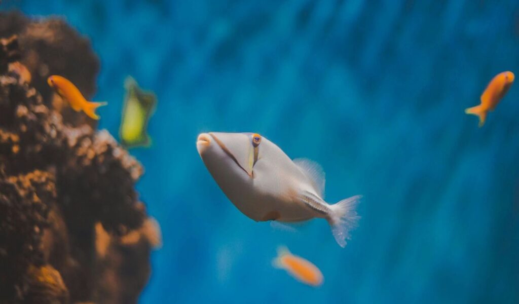 Picasso triggerfish with vibrant orange and yellow accents.